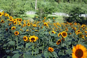 公式花案内に掲載されたひまわり。黄色い花と緑の茎葉が並び、奥には木々と白い柵が見える。撮影日と本数は不明。