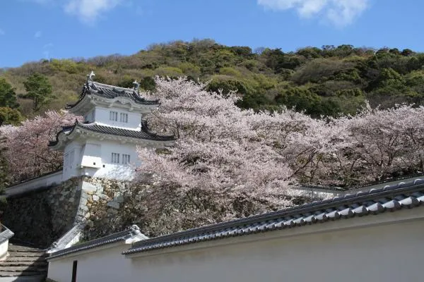 桜の時期の龍野城の隅櫓と白壁