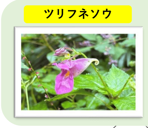 森からのたより10月2日号に掲載されたツリフネソウの名前とピンクの花の写真