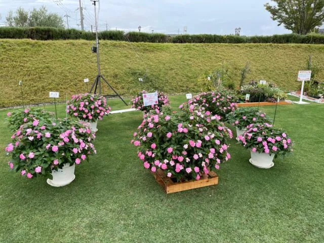 小野市公式が紹介する展示例。芝生に並ぶピンクのサンパチェンスと鉢・木箱。撮影日不明