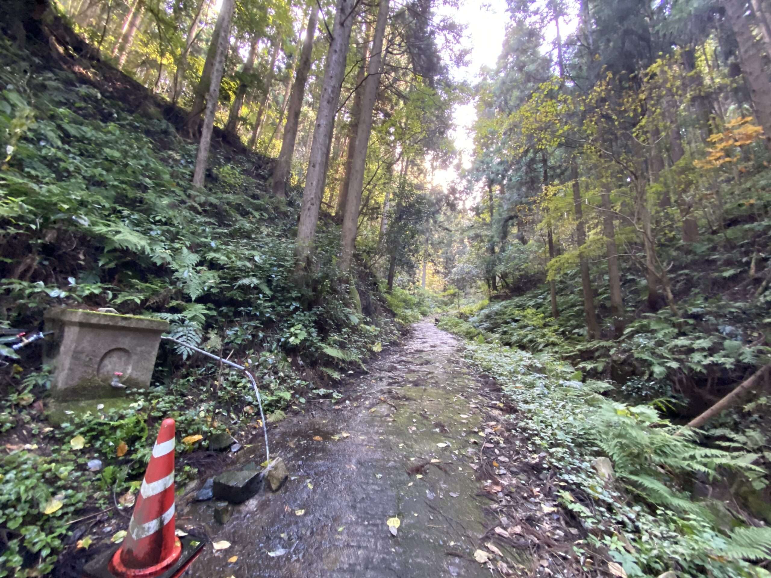 金持神社の自然