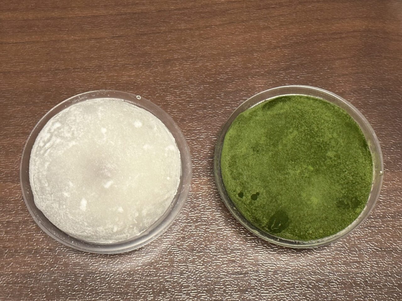 龍野西サービスエリア限定の塩大福４