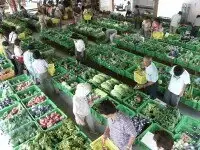 とれたて野菜市の新鮮野菜