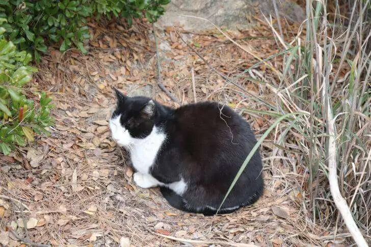 エンジェルロード周辺の猫