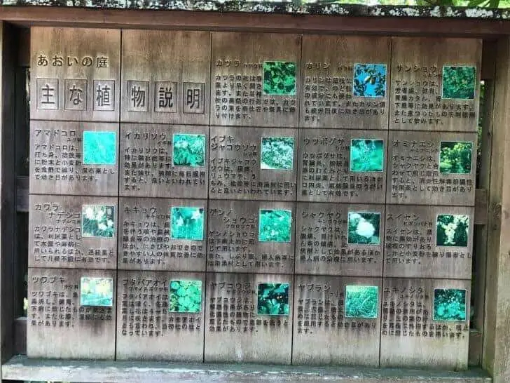 下鴨神社のあおいの庭植物説明
