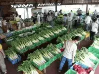 道の駅 風の家のとれたて野菜市